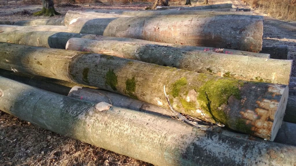 Buchenstammholz Rundholz LKW